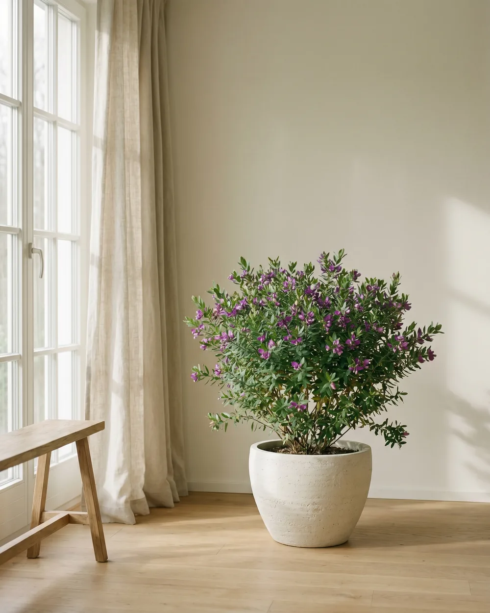 Kreuzblume styliert im Wohnraum