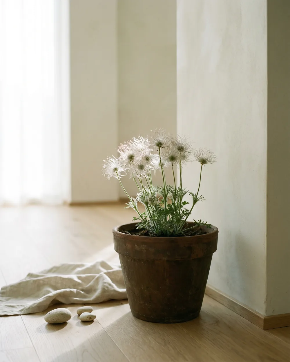 Küchenschelle styliert im Wohnraum