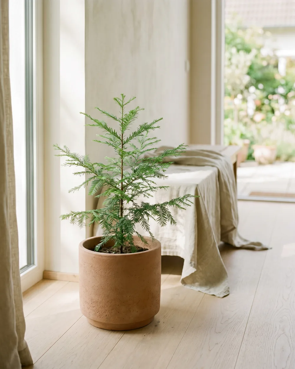 Küstenmammutbaum styliert im Wohnraum