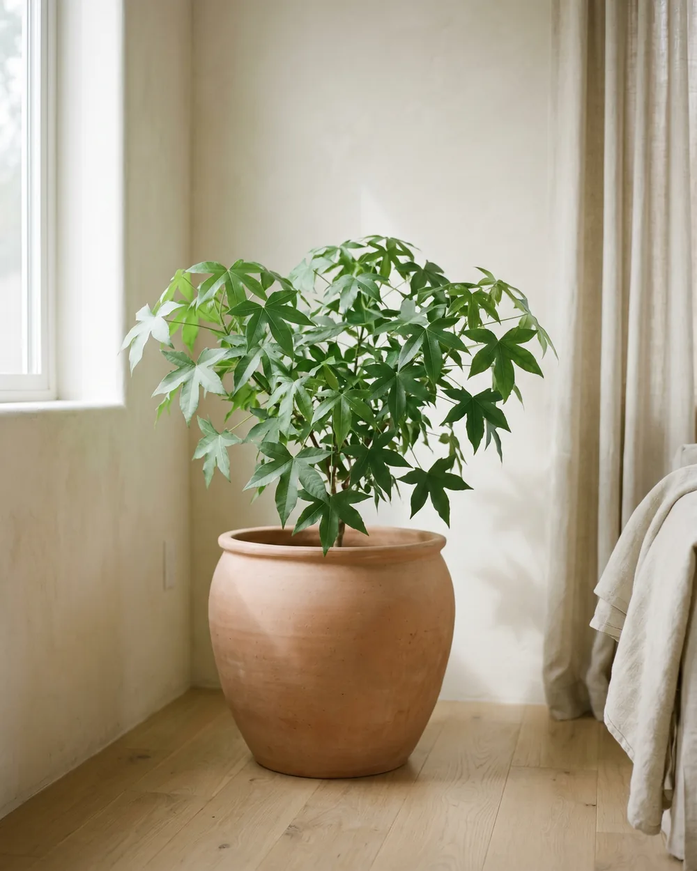 Kugel-Amberbaum styliert im Wohnraum