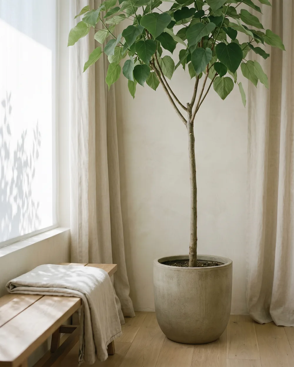 Kugel-Trompetenbaum styliert im Wohnraum