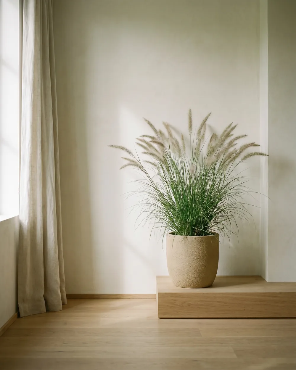 Lampenputzergras styliert im Wohnraum