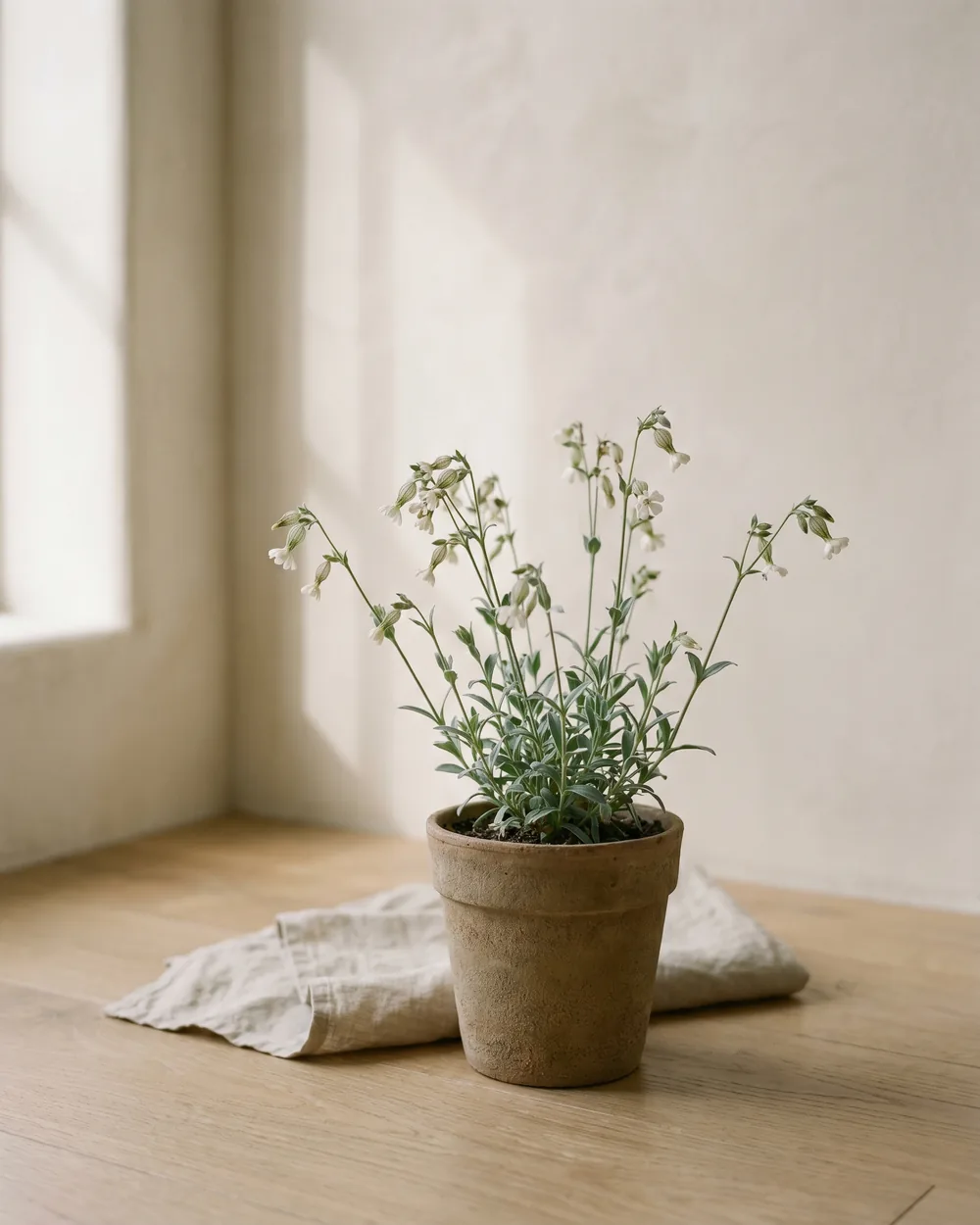 Leimkraut styliert im Wohnraum