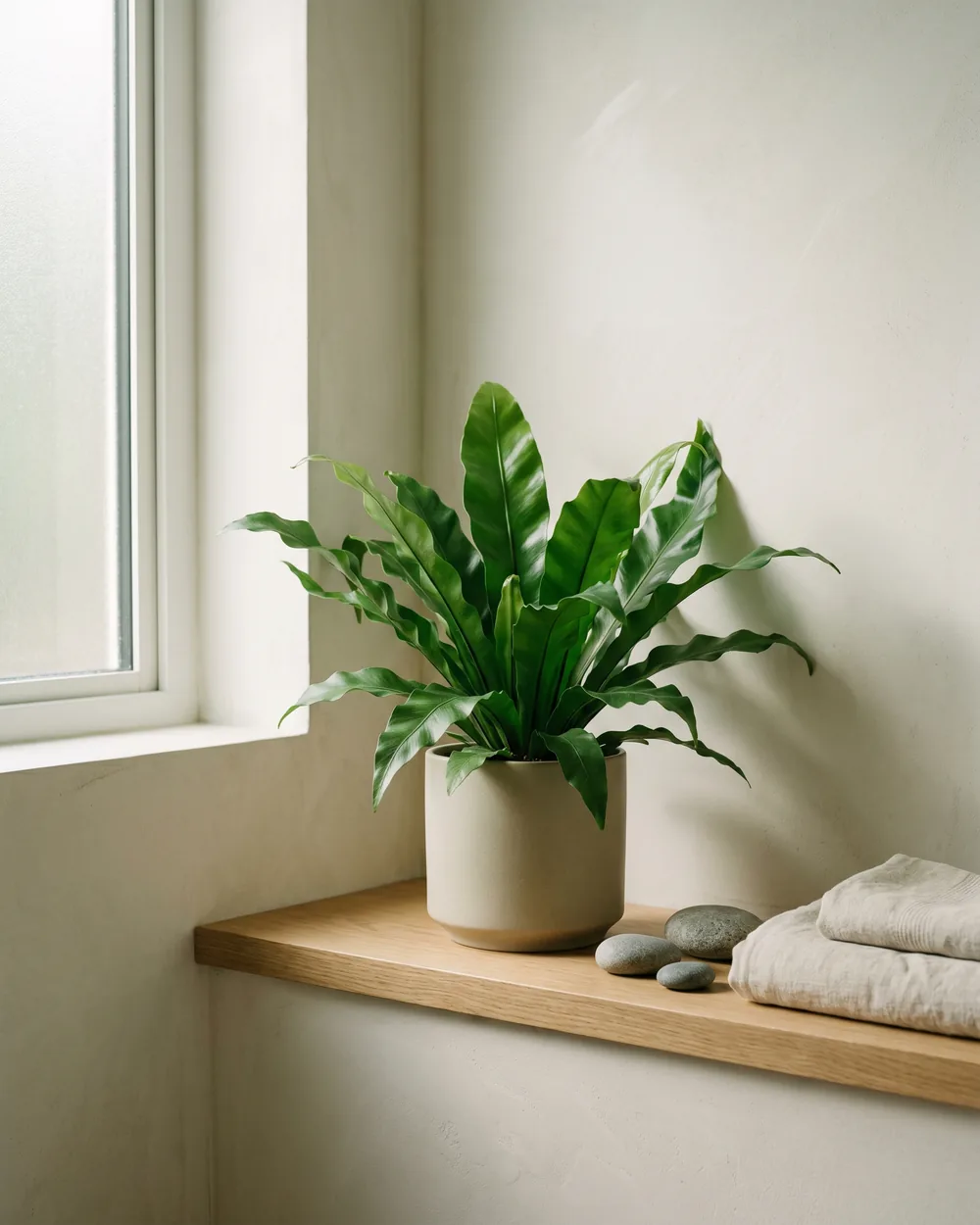 Hirschzungenfarn styliert im Wohnraum