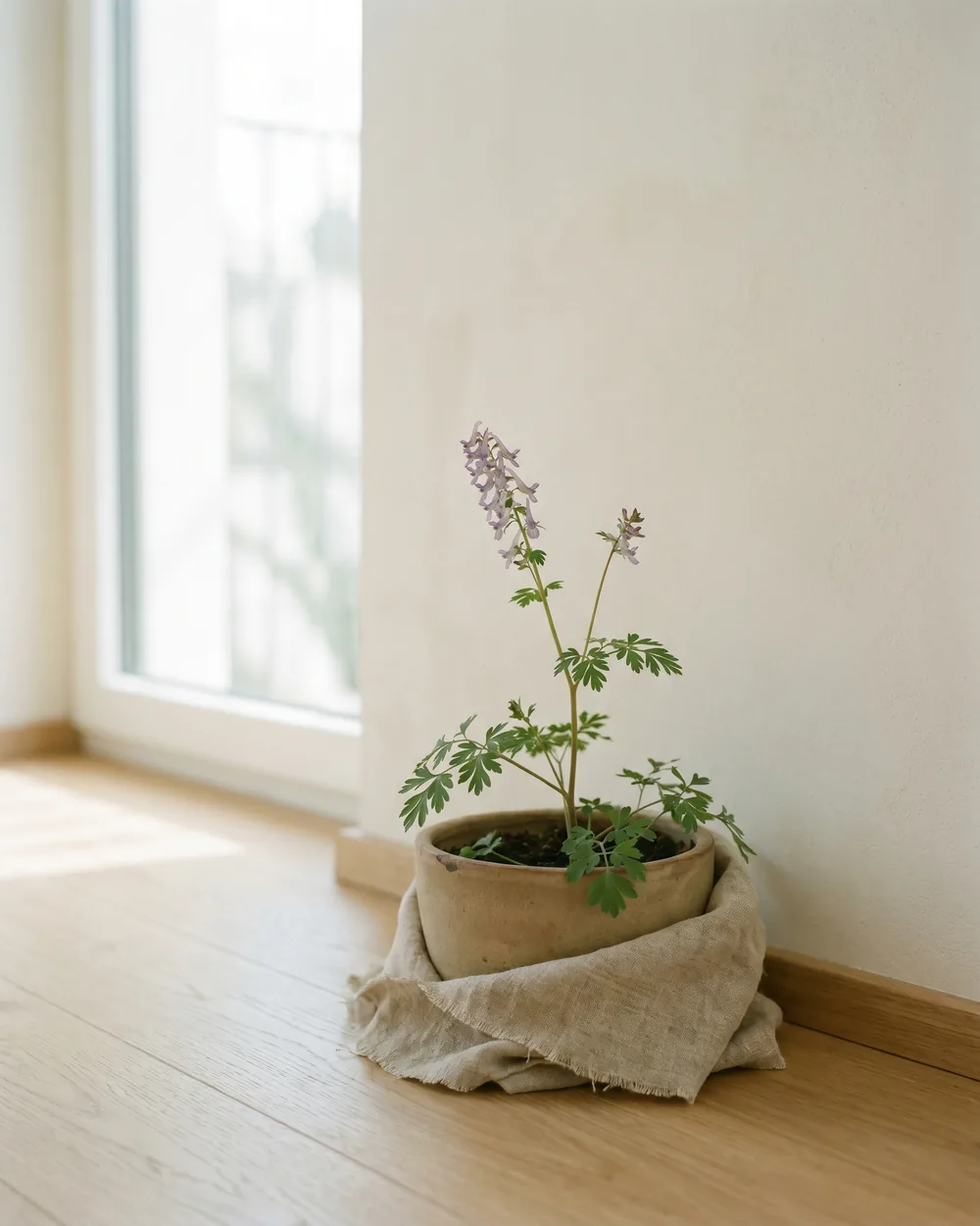 Lerchensporn styliert im Wohnraum