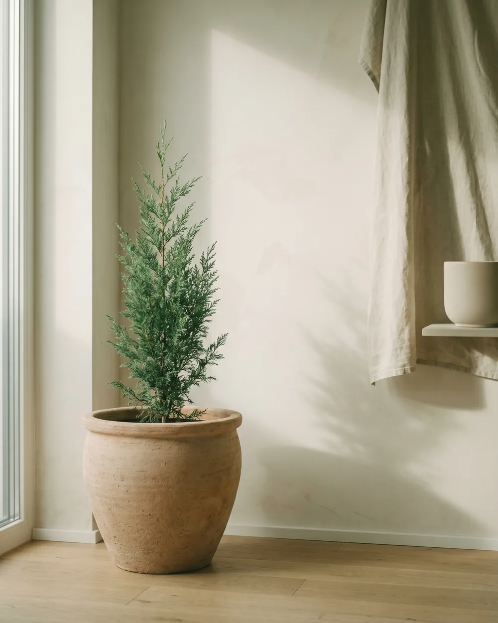 Leyland-Zypresse styliert im Wohnraum