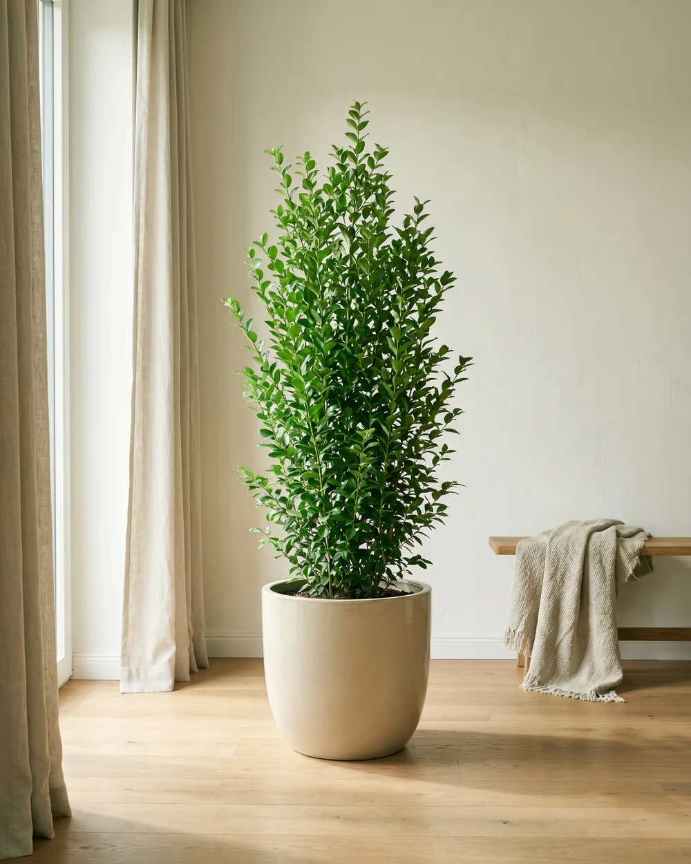 Liguster styliert im Wohnraum