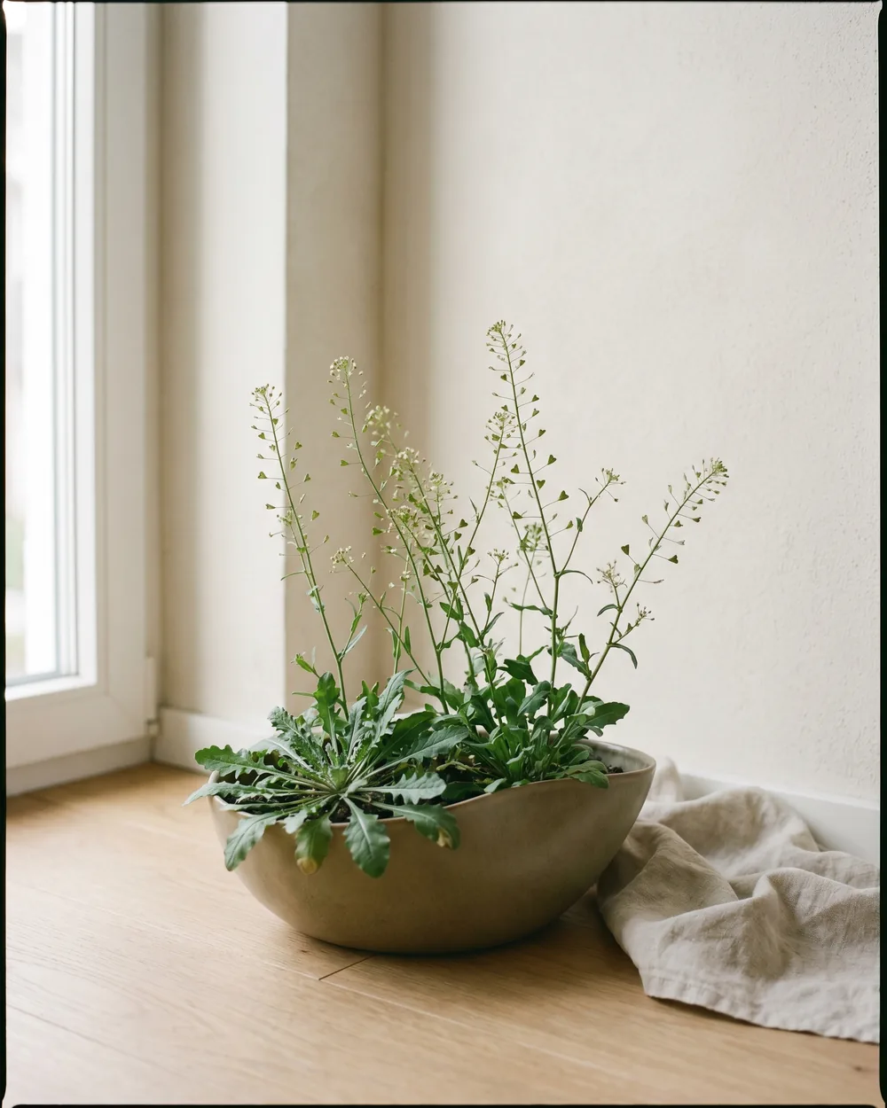 Hirtentäschel styliert im Wohnraum
