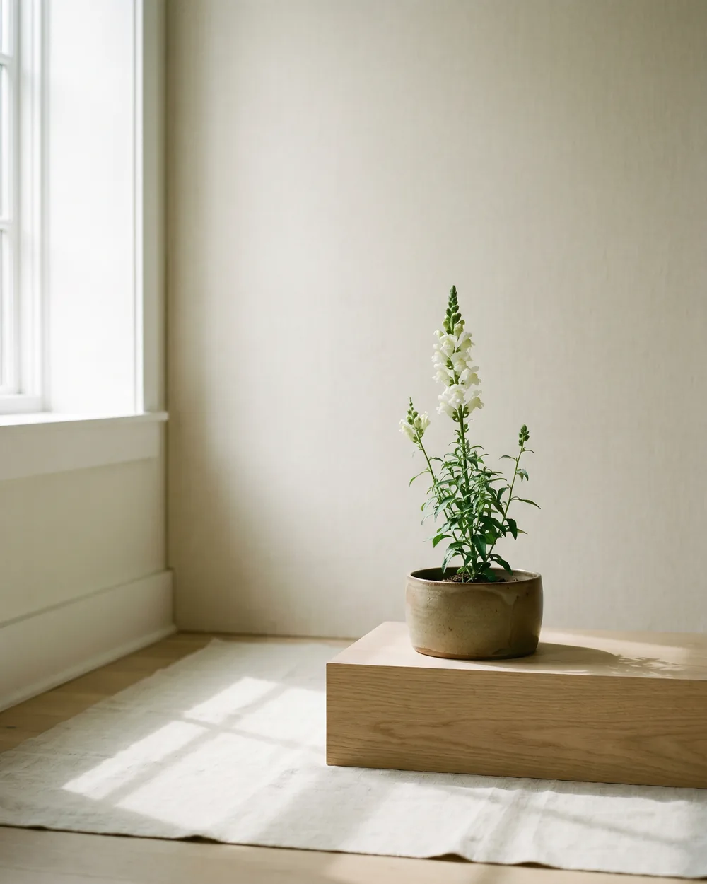 Löwenmaul styliert im Wohnraum