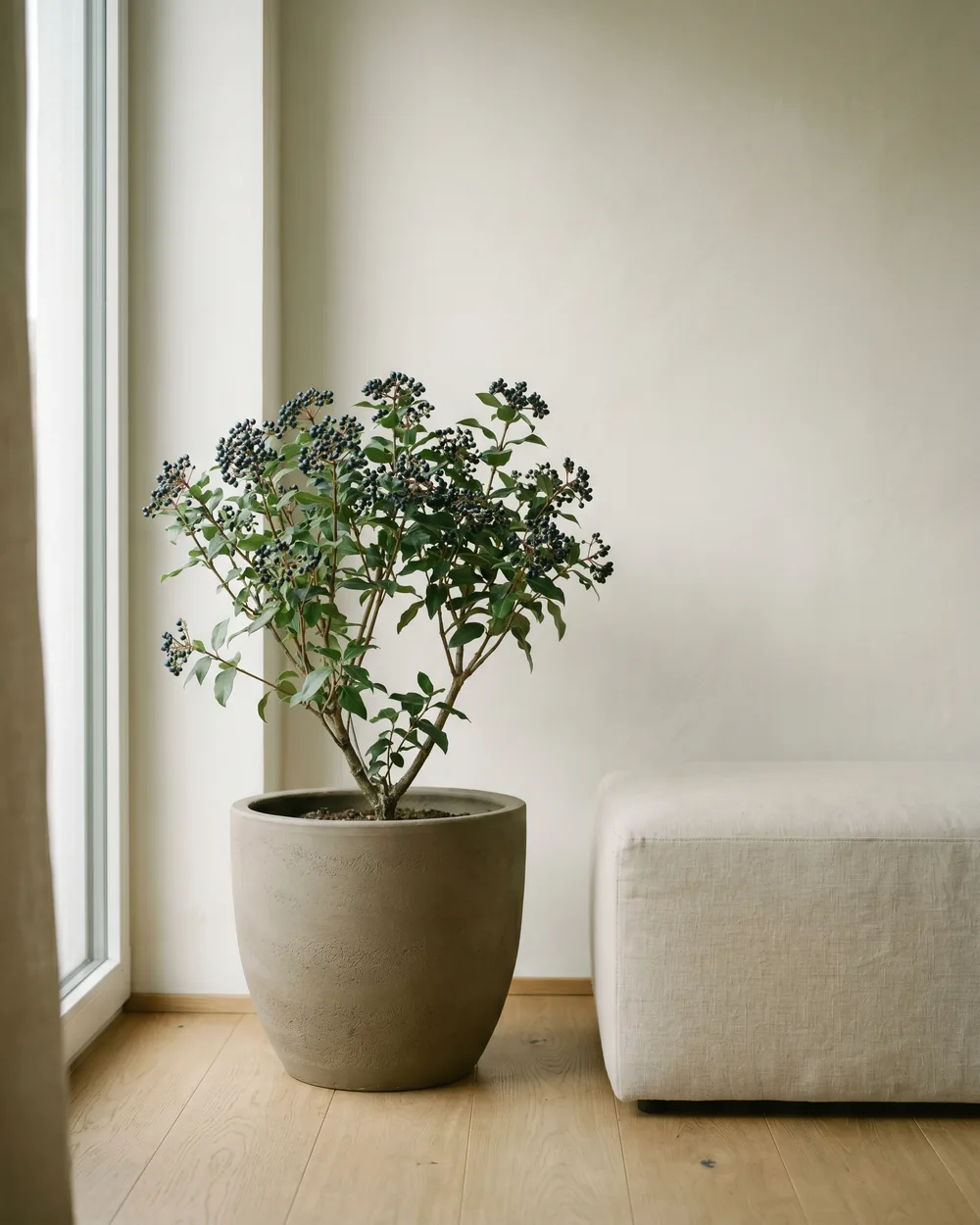 Lorbeer-Schneeball styliert im Wohnraum