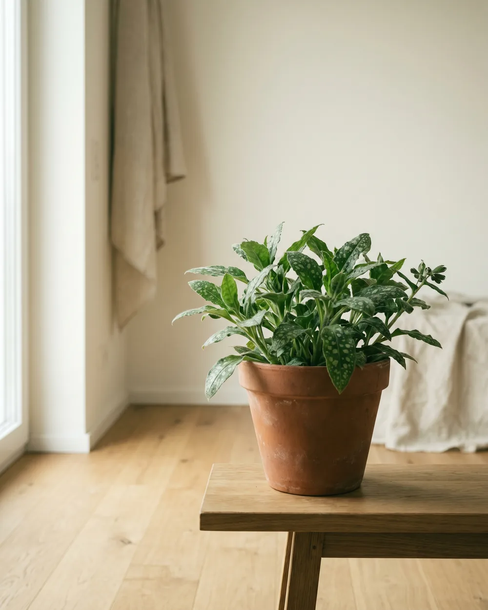 Lungenkraut styliert im Wohnraum