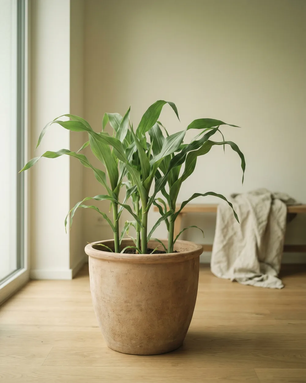 Mais styliert im Wohnraum