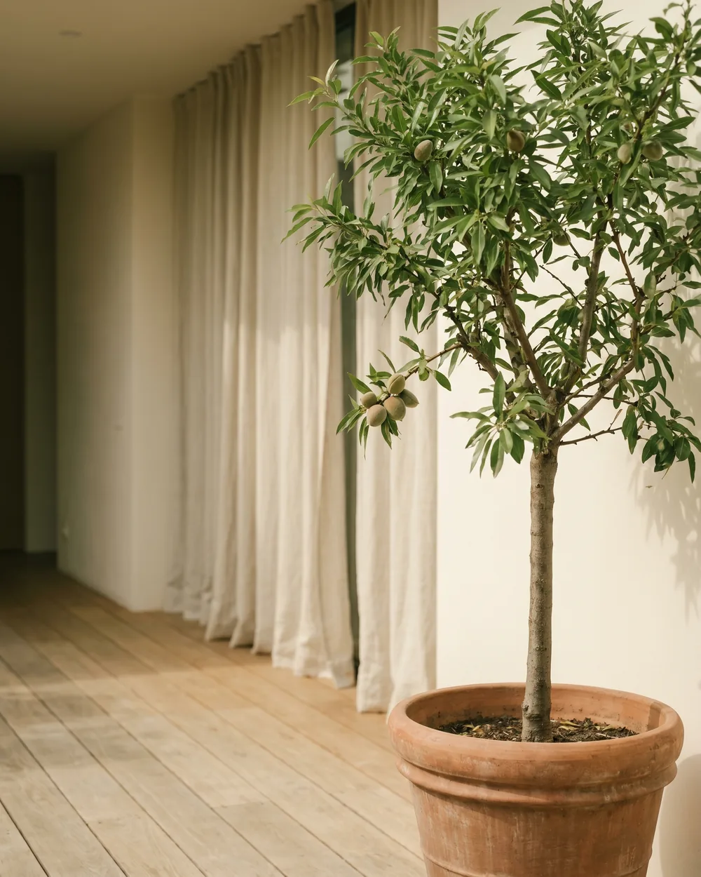 Mandelbaum styliert im Wohnraum