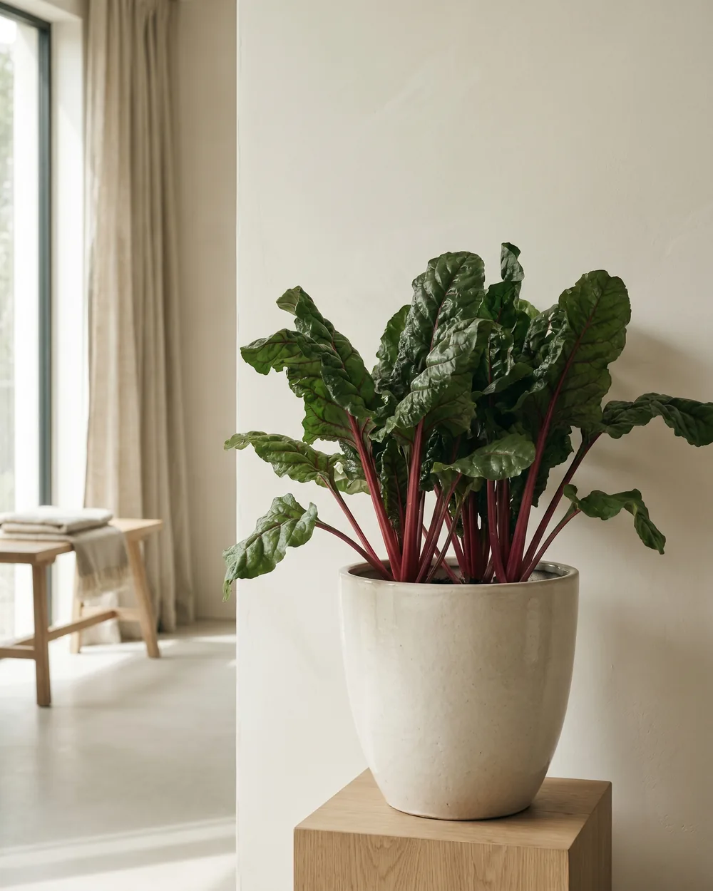 Mangold styliert im Wohnraum