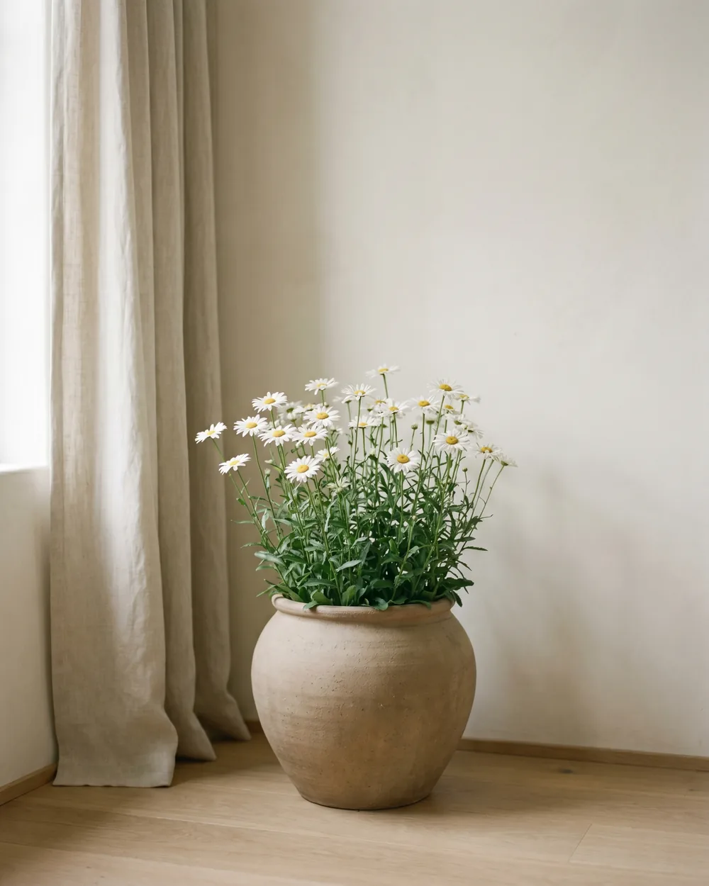 Margerite styliert im Wohnraum