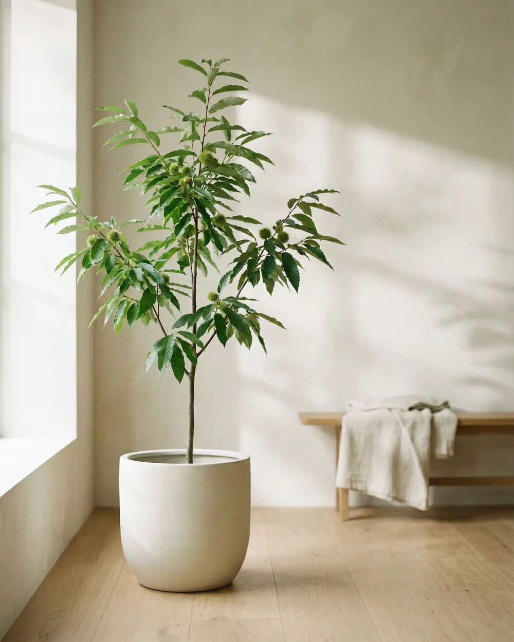 Maronenbaum styliert im Wohnraum