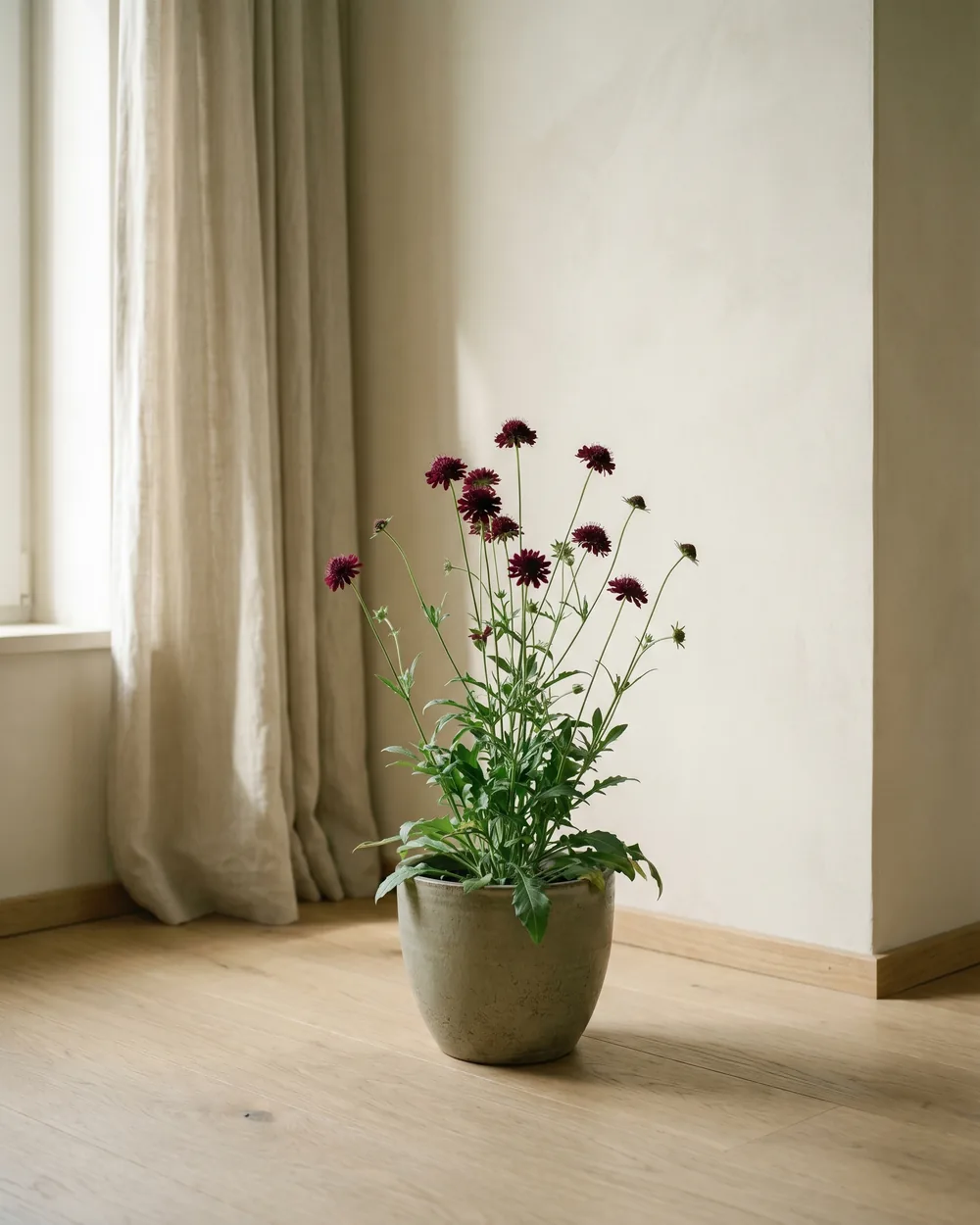 Mazedonische Witwenblume styliert im Wohnraum