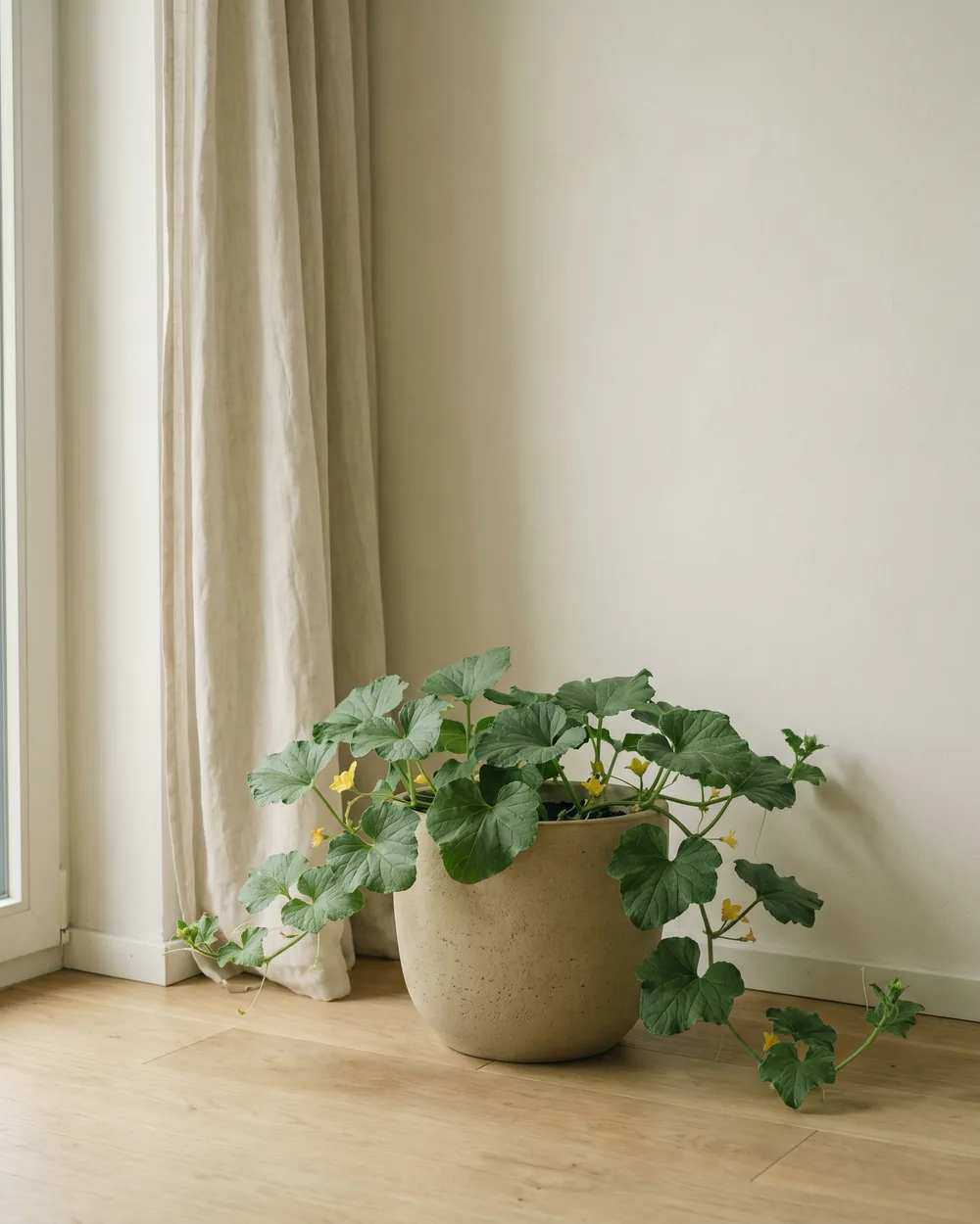 Honigmelone styliert im Wohnraum