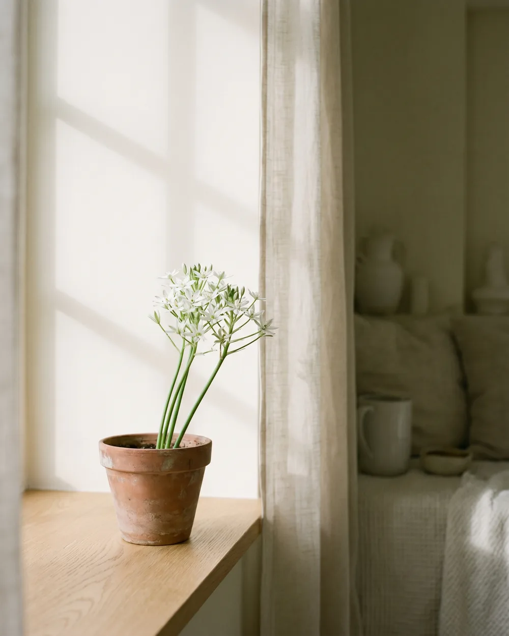 Milchstern styliert im Wohnraum
