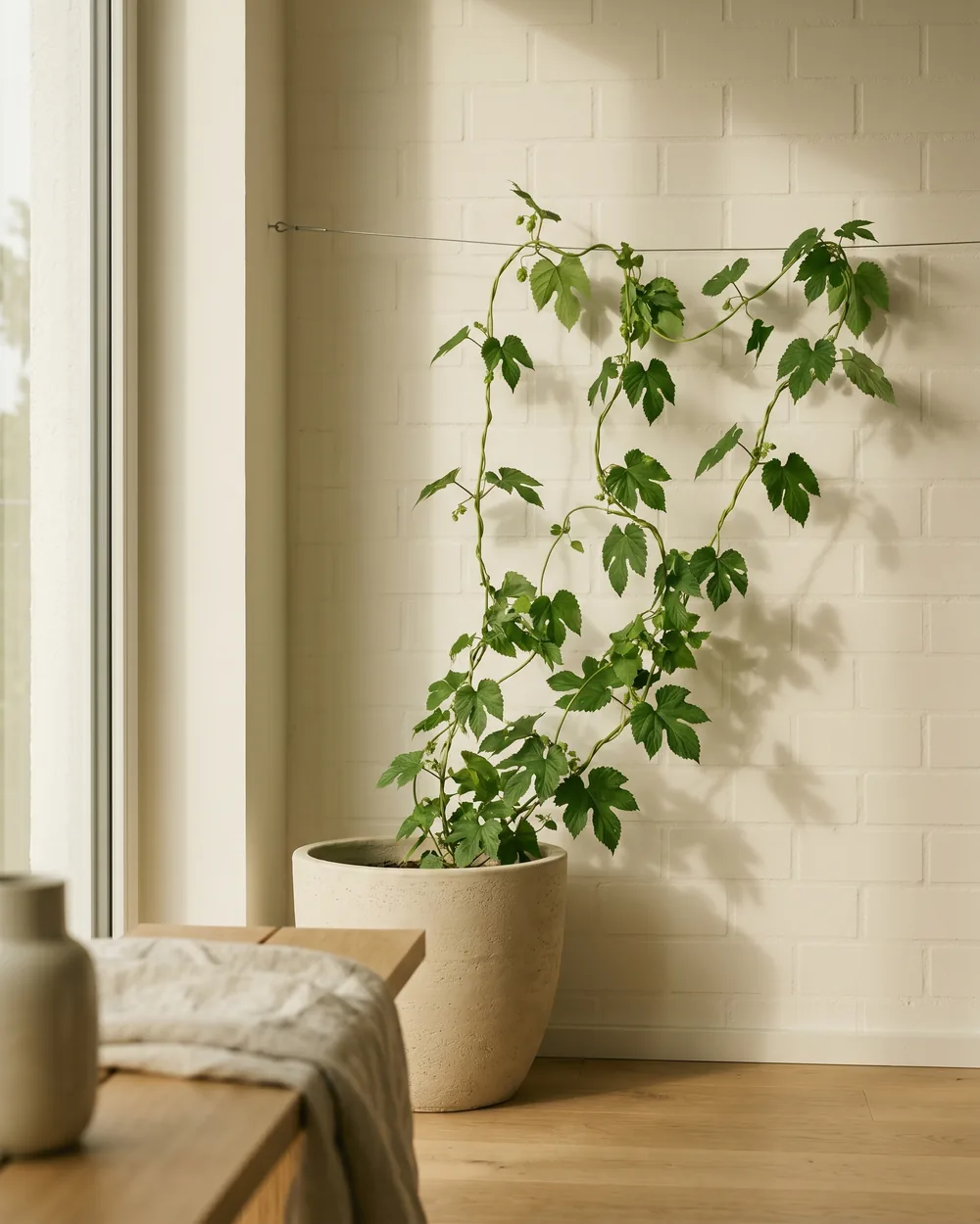 Hopfen styliert im Wohnraum