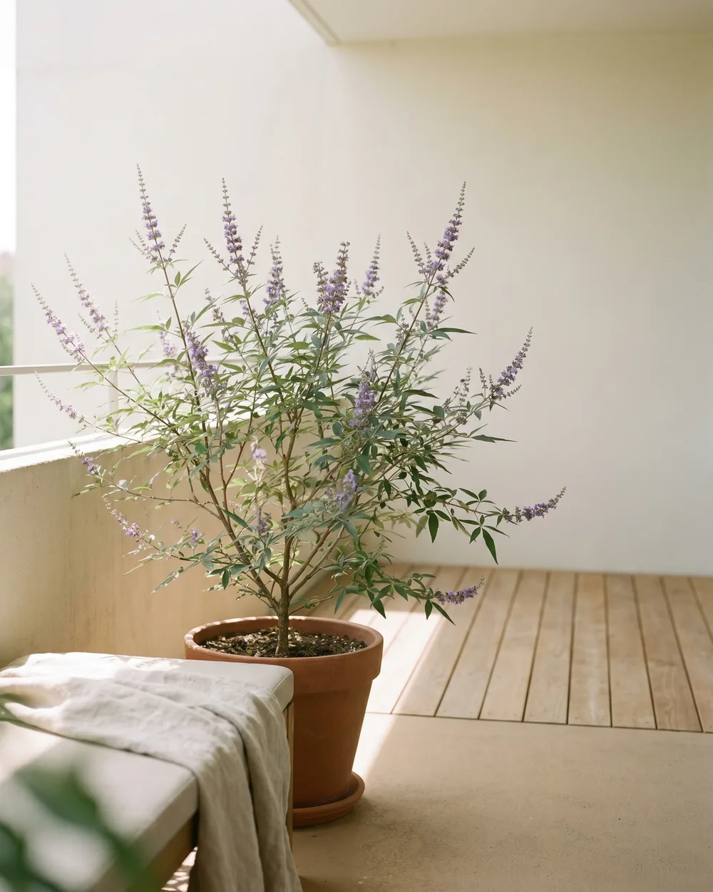 Mönchspfeffer styliert im Wohnraum