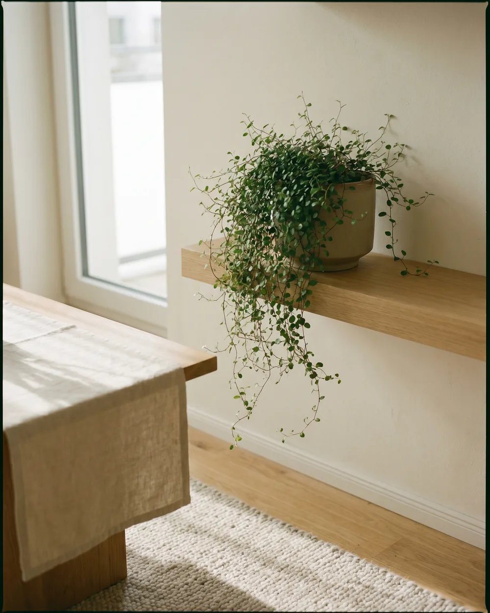 Mühlenbeckie styliert im Wohnraum