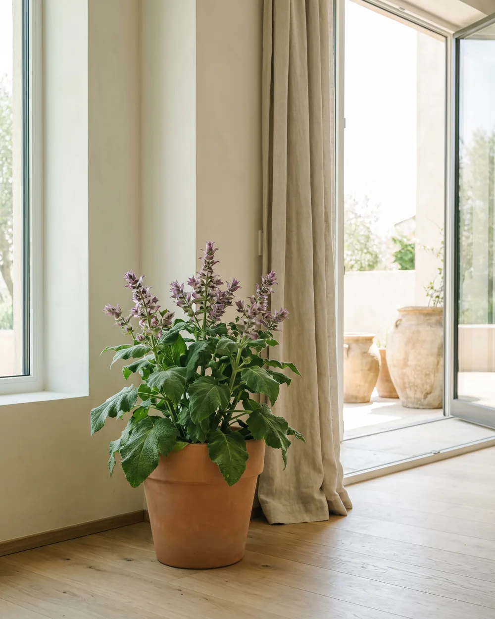 Muskatellersalbei styliert im Wohnraum