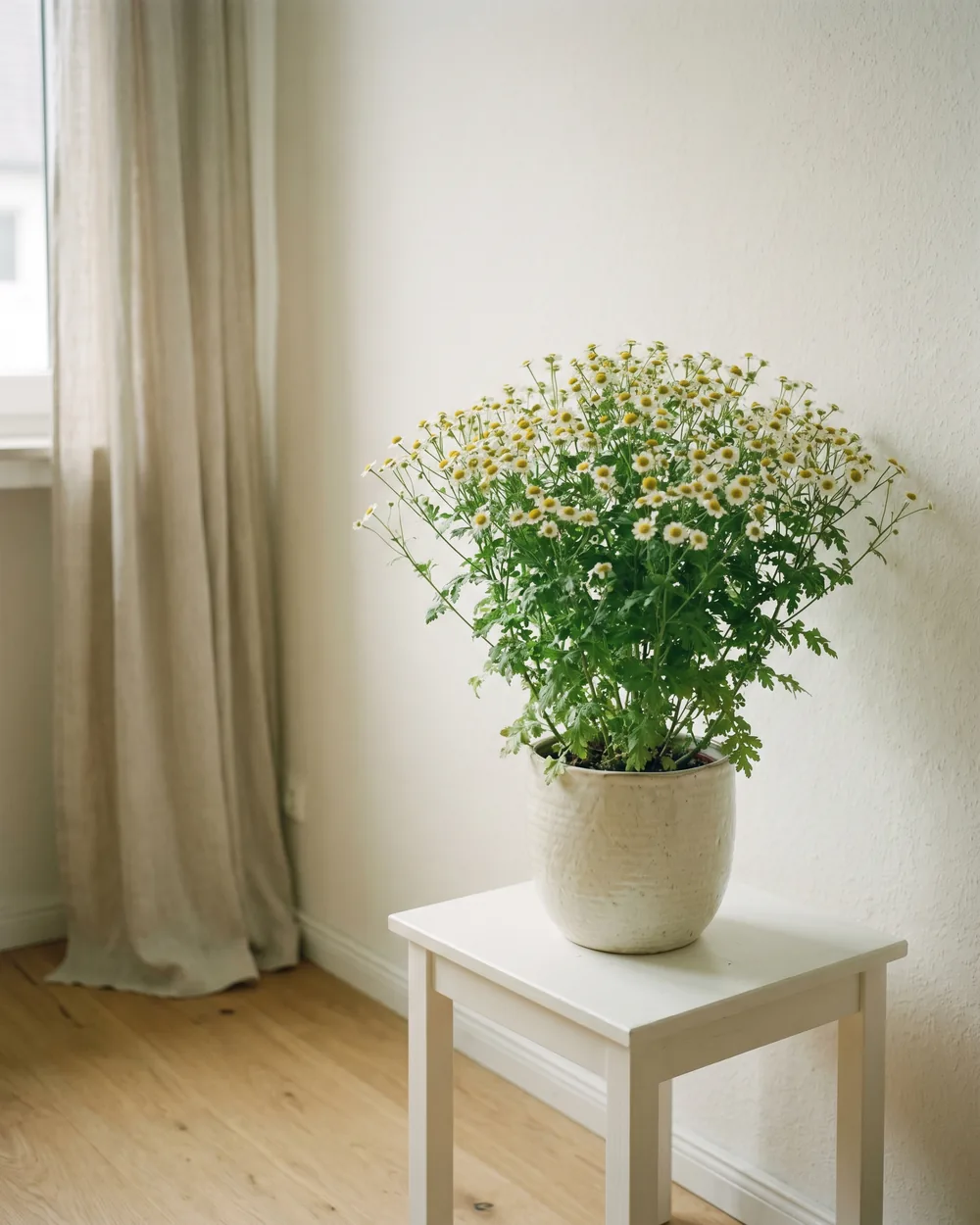 Mutterkraut styliert im Wohnraum