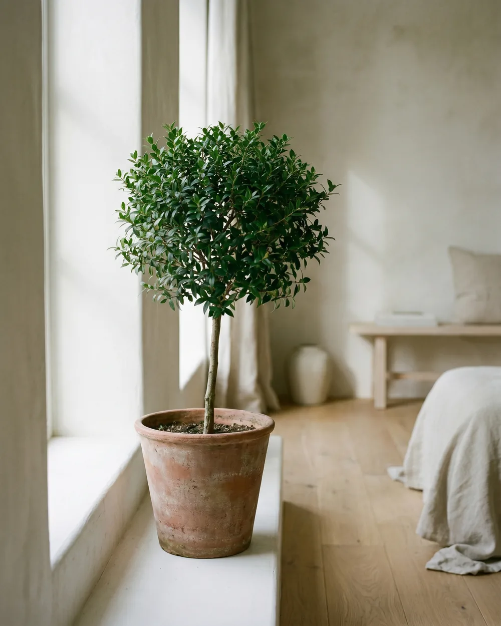 Myrte styliert im Wohnraum