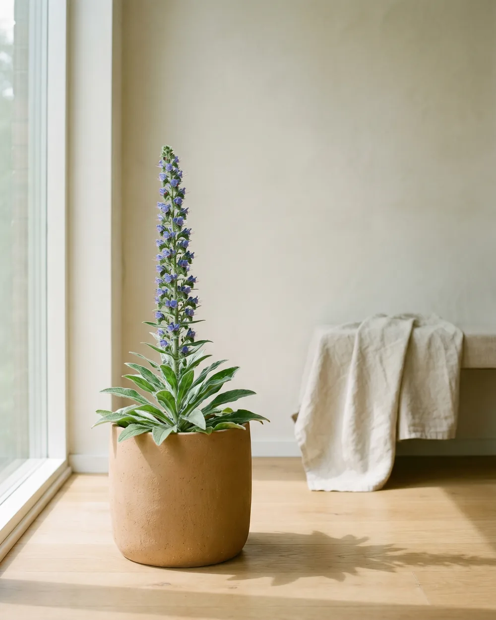 Natternkopf styliert im Wohnraum