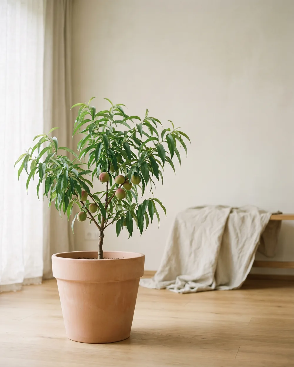 Nektarine styliert im Wohnraum