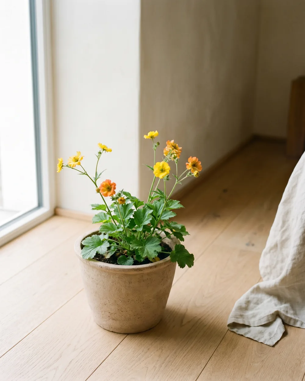 Nelkenwurz styliert im Wohnraum