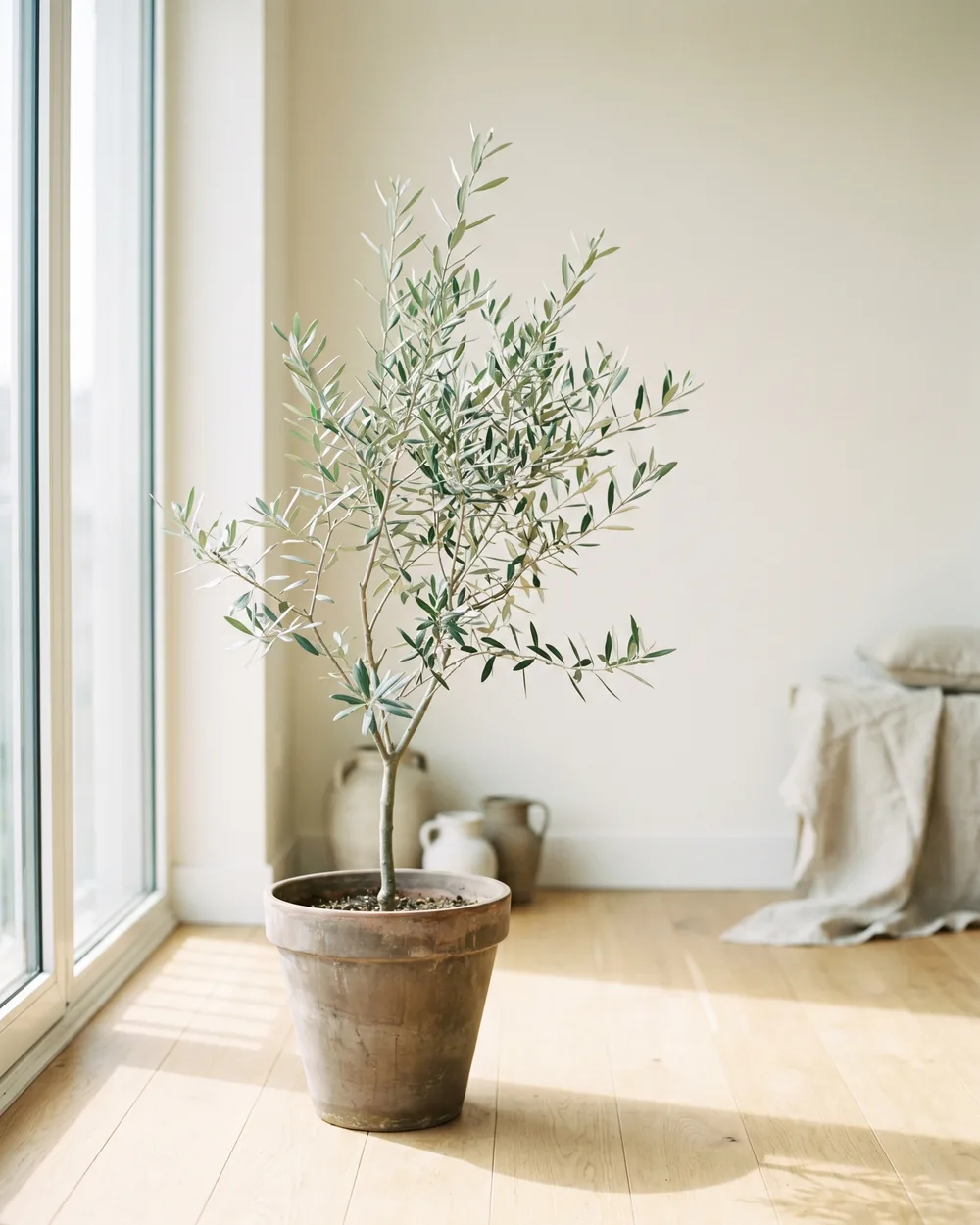 Olivenbaum styliert im Wohnraum