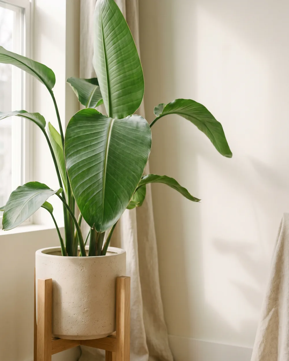 Paradiesvogelblume styliert im Wohnraum