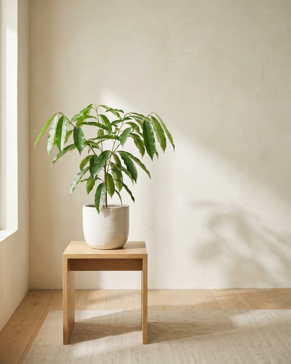Paranussbaum styliert im Wohnraum
