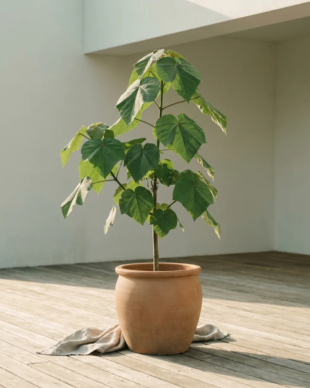 Paulownia styliert im Wohnraum