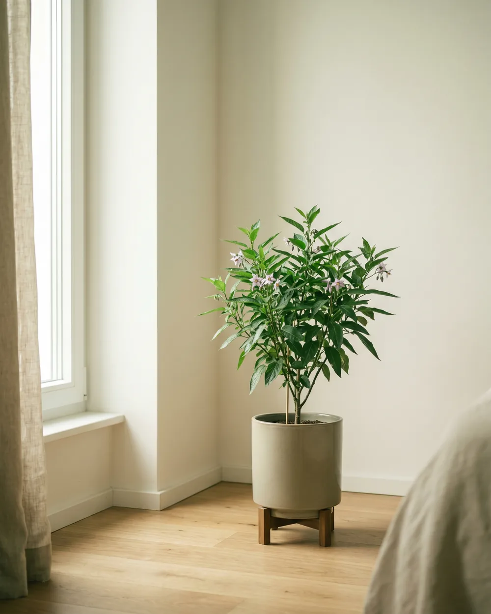 Pepino styliert im Wohnraum