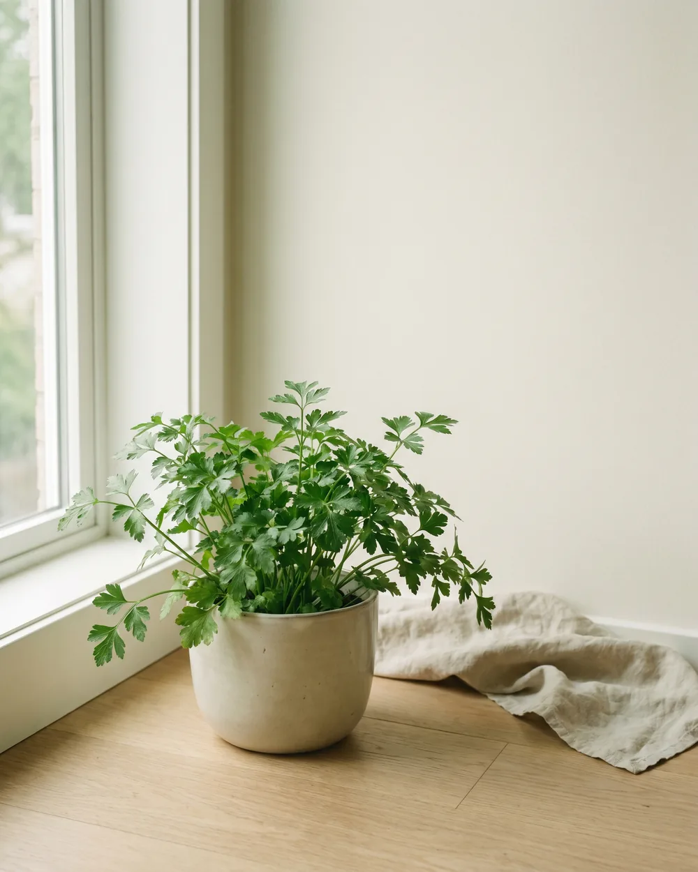Petersilie styliert im Wohnraum