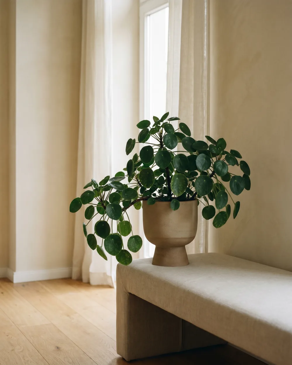 Pfeifenwinde styliert im Wohnraum