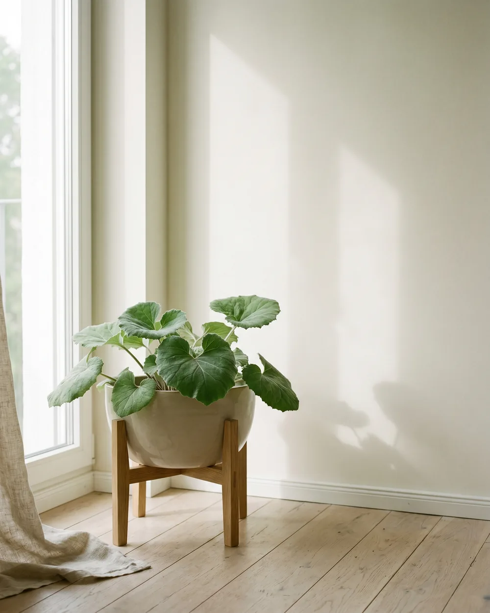 Huflattich styliert im Wohnraum