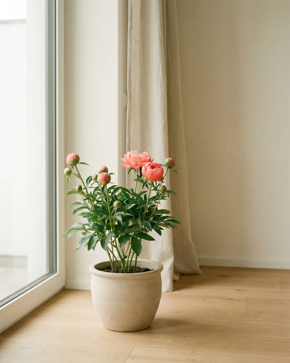 Pfingstrose styliert im Wohnraum