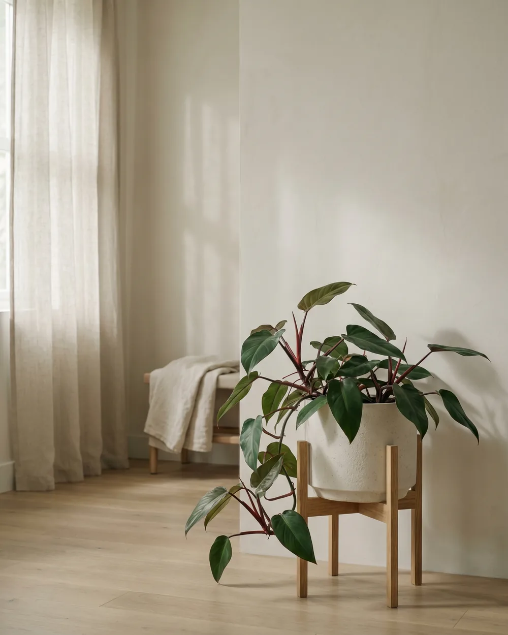 Philodendron styliert im Wohnraum