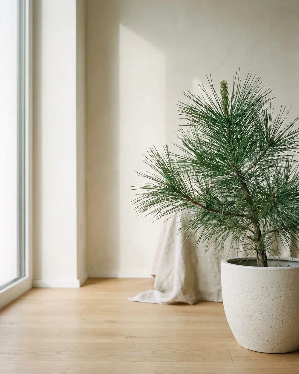 Pinie styliert im Wohnraum