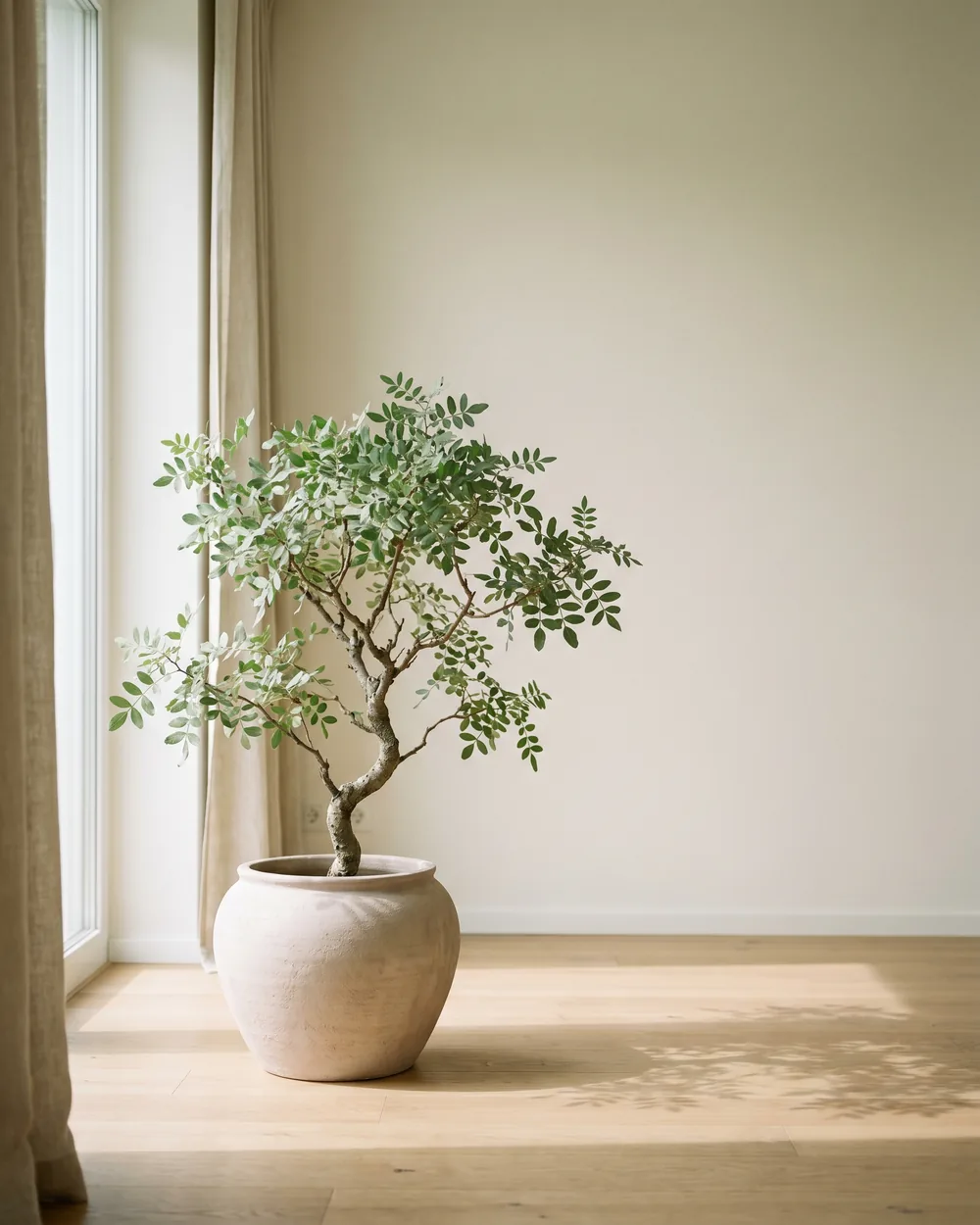 Pistazienbaum styliert im Wohnraum