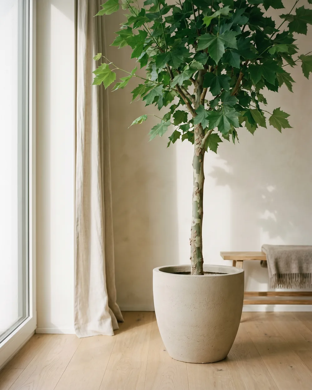 Platane styliert im Wohnraum