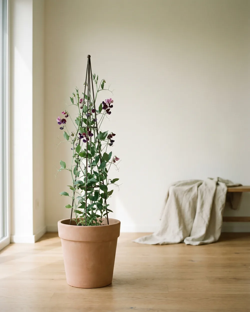 Platterbse styliert im Wohnraum