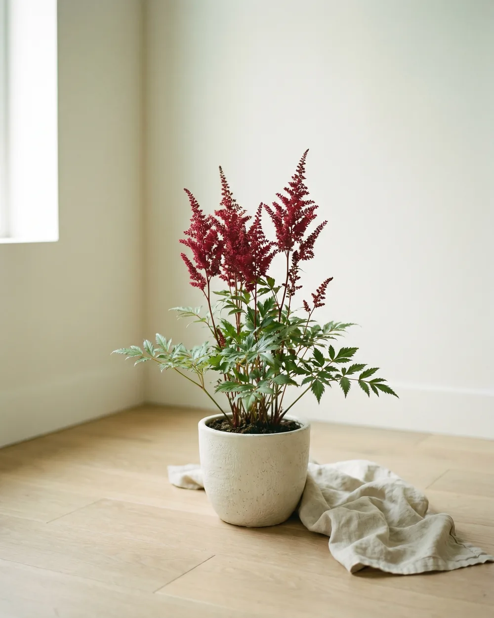 Prachtspiere styliert im Wohnraum