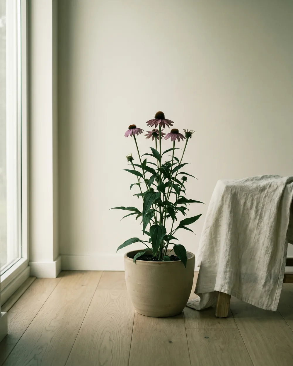 Purpur-Sonnenhut styliert im Wohnraum