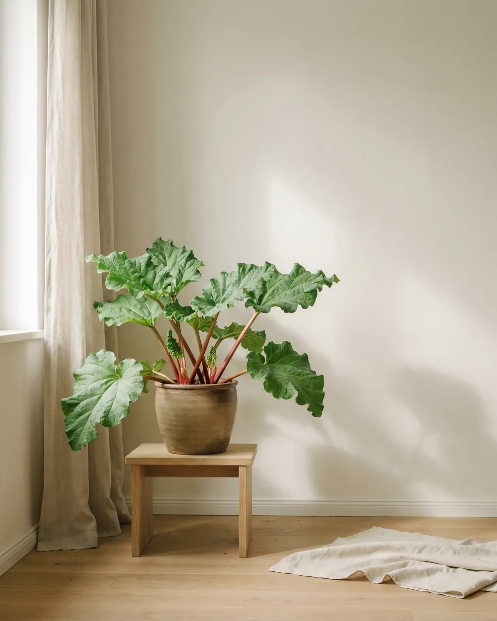 Rhabarber styliert im Wohnraum
