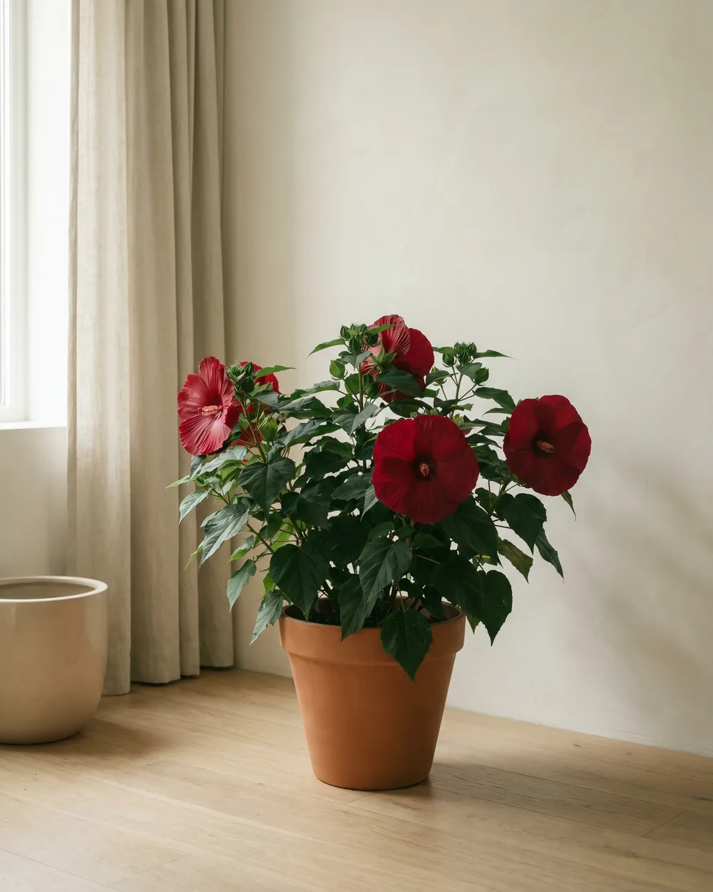 Riesenhibiskus styliert im Wohnraum